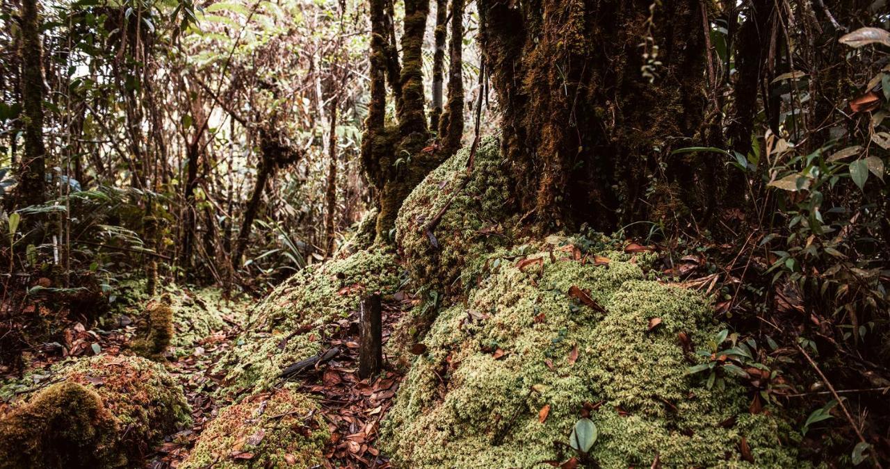 Hotel Guatape Adrianas Bambu Eksteriør bilde
